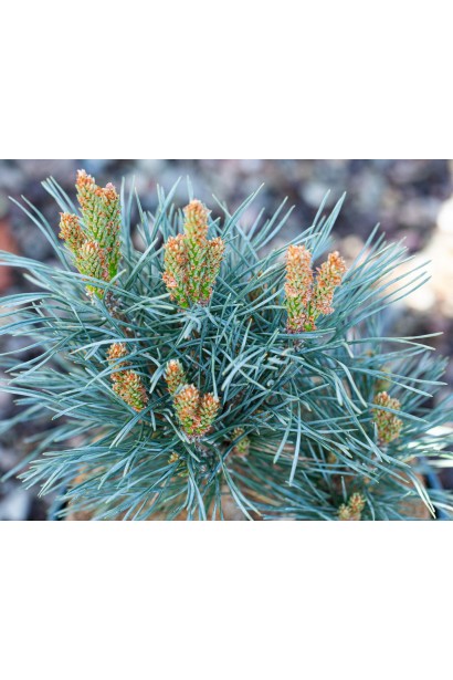 Сосна звичайна Chantry Blue полив